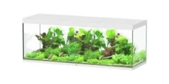 Aquariumwinkel -Aquariumwinkel aquatlantis aquatlantis aquarium sublime 200x70 cm 1