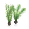 BIORB MANNETJESVAREN SET S GROEN 1 BIORB MANNETJESVAREN SET S GROEN -Aquariumwinkel biorb biorb mannetjesvaren set s groen