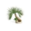 Biorb Palmboom Seychelles S 1 Biorb Palmboom Seychelles S -Aquariumwinkel biorb biorb palmboom seychelles s