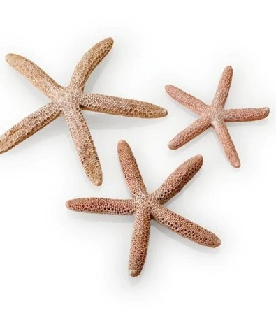 BiOrb Set Zeesterren Rood 4 BiOrb Set Zeesterren Rood - Afbeelding 2