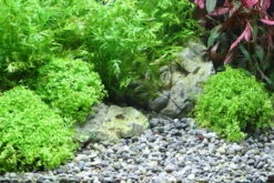 Dennerle Grind River S -Aquariumwinkel dennerle dennerle grind river s 2