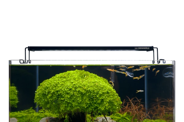 Dennerle Trocal Flat 5 Dennerle Trocal Flat - Afbeelding 3