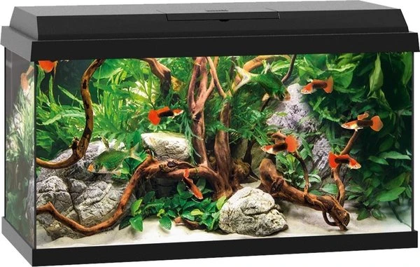 Juwel Aquarium Primo 60 Zwart 61 X 31 X 37 Cm 3 Juwel Aquarium Primo 60 Zwart 61 X 31 X 37 Cm