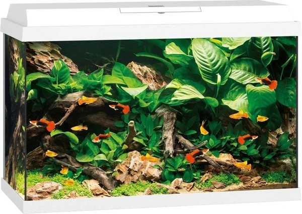 Juwel Aquarium Primo 70 61 X 31 X 44 Cm 4 Juwel Aquarium Primo 70 61 X 31 X 44 Cm - Afbeelding 2