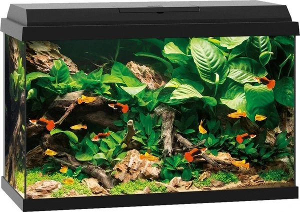 Juwel Aquarium Primo 70 61 X 31 X 44 Cm 3 Juwel Aquarium Primo 70 61 X 31 X 44 Cm