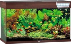 Juwel Aquarium Rio 125 Led Filter 80x35x50 Cm 8 Juwel Aquarium Rio 125 Led Filter 80x35x50 Cm -Aquariumwinkel juwel juwel aquarium rio 125 led filter 80x35x50 c 2