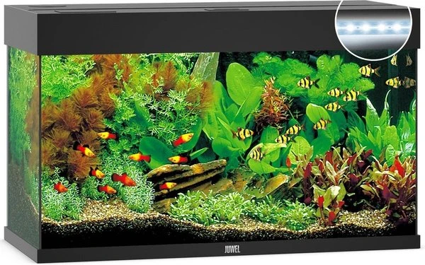 Juwel Aquarium Rio 125 Led Filter 80x35x50 Cm 3 Juwel Aquarium Rio 125 Led Filter 80x35x50 Cm