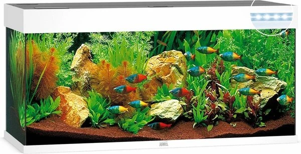 Juwel Aquarium Rio 240 Led Filter 121 X 41 X 55 Cm 4 Juwel Aquarium Rio 240 Led Filter 121 X 41 X 55 Cm - Afbeelding 2