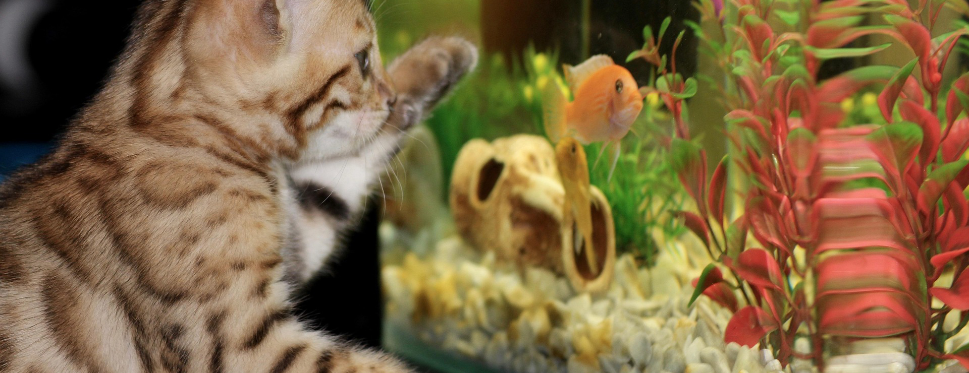Aquariumwinkel 3 Aquariumwinkel -Aquariumwinkel kitten 1154693 1920