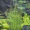 EQUISETUM JAPONICA (18X18) -Aquariumwinkel moerings equisetum japonica 18x18 1