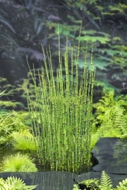 EQUISETUM JAPONICA (18X18)