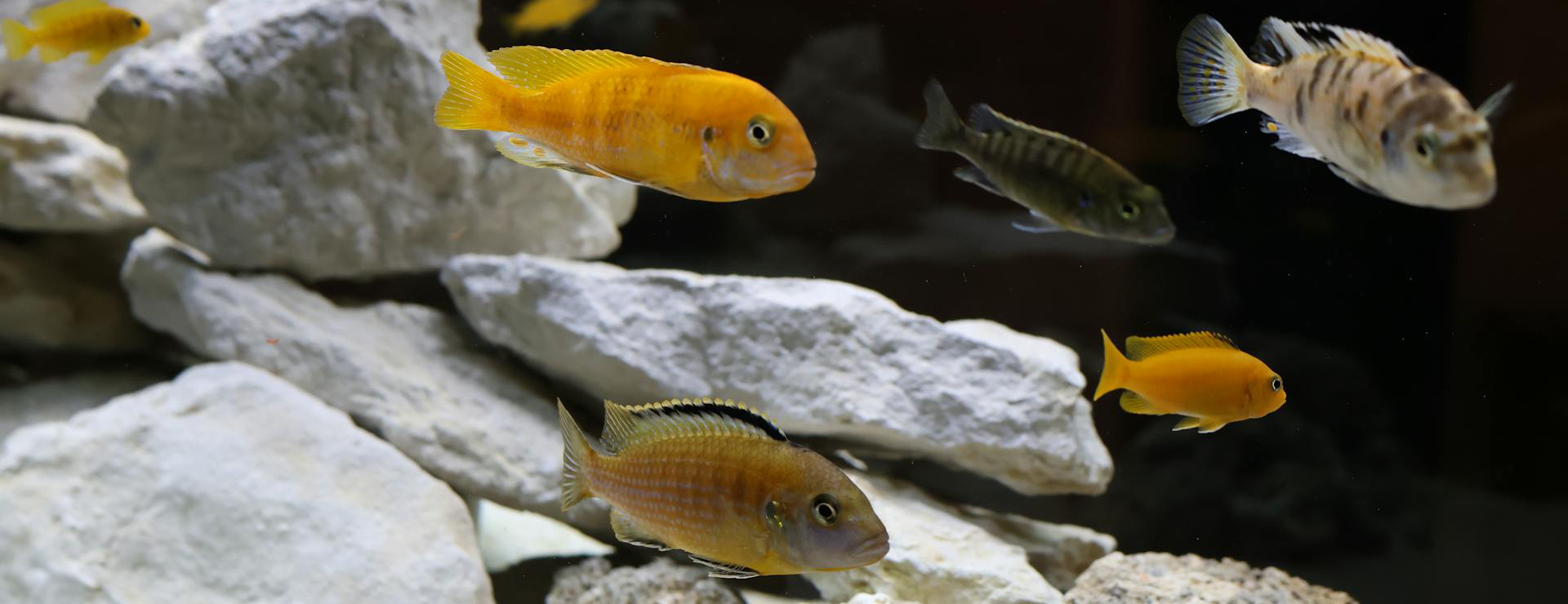 Aquariumwinkel 1 Aquariumwinkel -Aquariumwinkel pexels arnaud 29848123