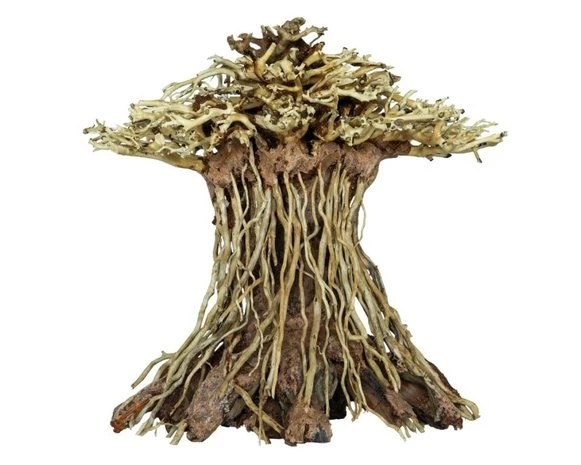 SuperFish SF DECO BONSAI MUSHROOM MEDIUM 3 SuperFish SF DECO BONSAI MUSHROOM MEDIUM